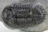 Detailed Hollardops Trilobite Fossil - Ofaten, Morocco #359498-2
